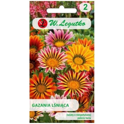 Gazania lśniąca mieszanka, nasiona otarte