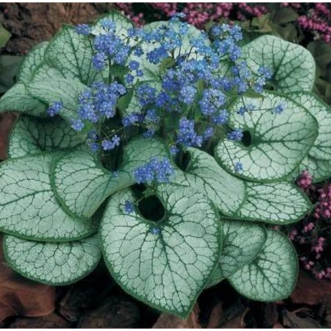 Brunnera Macrophylla 'Looking Glass'