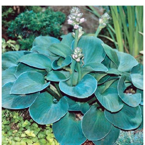 Funkia - Hosta 'Blue Mouse Ears'