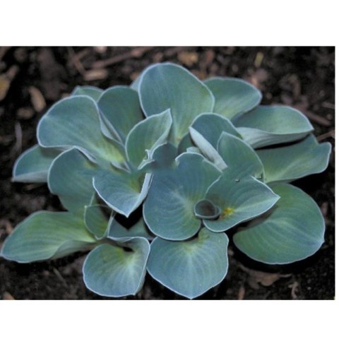 Funkia - Hosta 'Blue Mouse Ears'