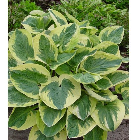 Funkia - Hosta 'Snow Cup'
