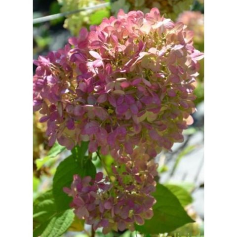 Hortensja bukietowa - Hydrangea paniculata 'Limelight'(R)