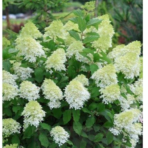 Hortensja bukietowa - Hydrangea paniculata 'Limelight'(R)