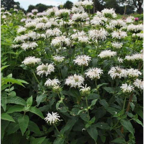 Pysznogłówka 'Bee-Bright' (Monarda hybrida) - sadzonka