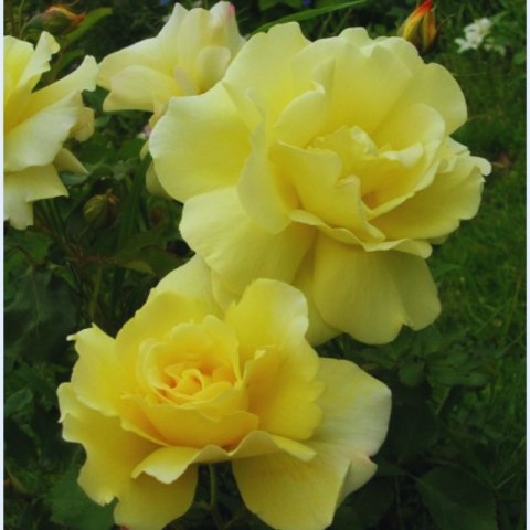Róża polyantha - żółta