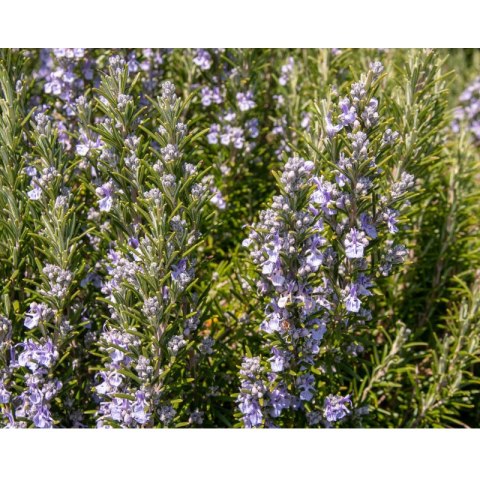 Rozmaryn lekarski (Rosmarinus officinalis) - sadzonka