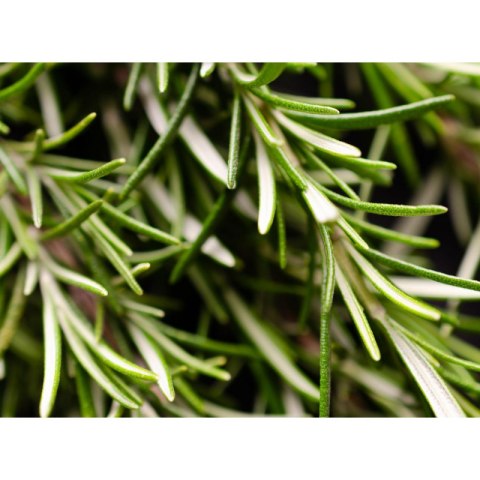 Rozmaryn lekarski (Rosmarinus officinalis) - sadzonka